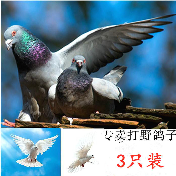 农家新鲜鸽子土鸽子乳鸽现是杀