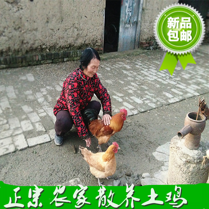 老母鸡柴鸡土鸡散养月子鸡月子鸡
