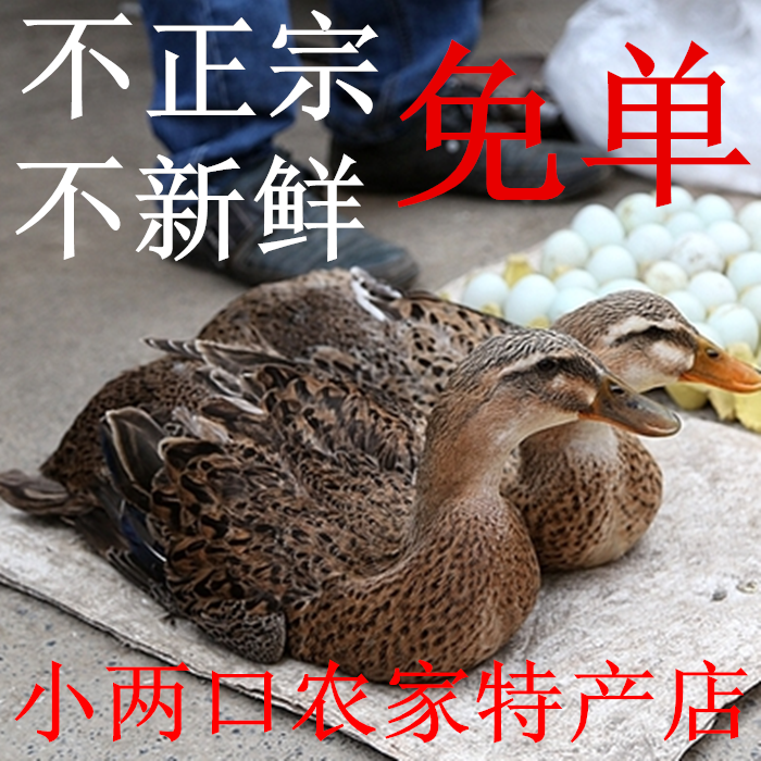 农村散养新鲜现杀整只水鸭老鸭汤