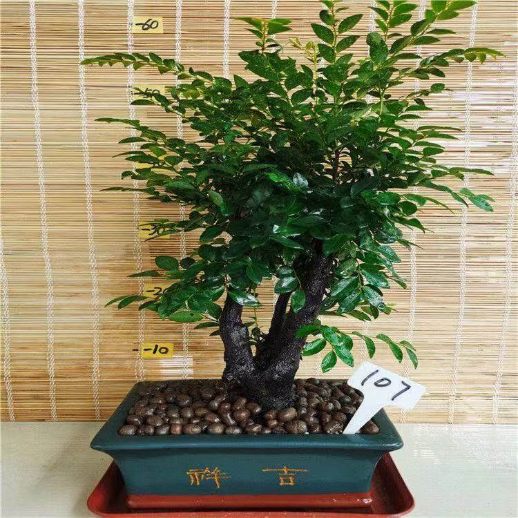 名贵吸甲醛防辐射小叶紫檀盆景树桩老桩镇宅四季常青带盆栽好