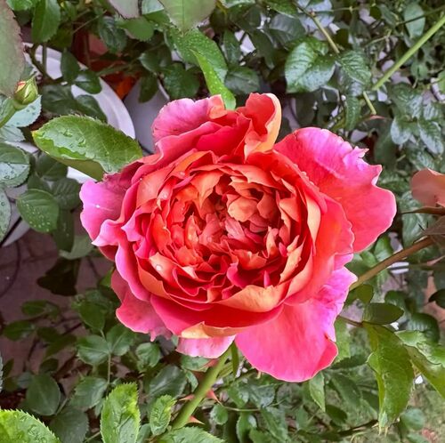 爵士乐 月季 灌木 多季节开花