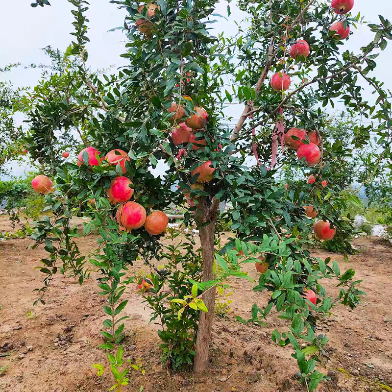 石榴树树苗突尼斯软籽石榴苗盆栽庭院果树特大带土无籽甜石榴树苗