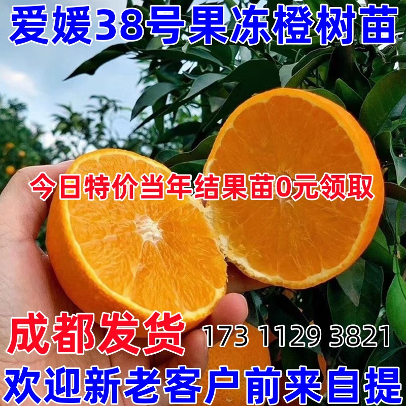 包含愛(ài)媛153號(hào)柑橘品種介紹的詞條