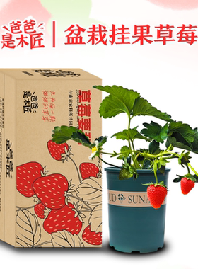 爸爸是木匠草莓苗带果盆栽原土原盆草莓秧苗挂果带花结果冬季阳台