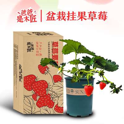 草莓苗挂果盆栽带盆带土爸爸木匠