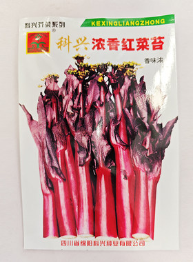 浓香红菜苔种子秋冬季蔬菜种籽