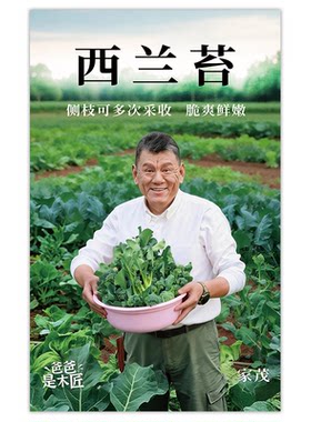 西兰苔种子甜杆春秋季蔬菜种籽