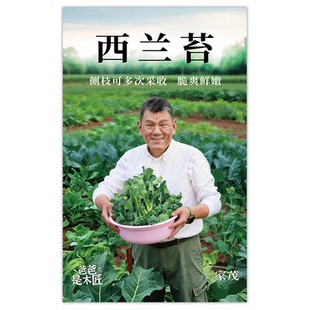 西兰苔种子甜杆洋芥蓝手指西兰花苔阳台盆栽春秋季蔬菜爸爸是木匠