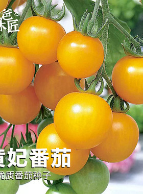 黄妃小番茄种子F1西红柿种子
