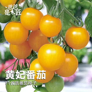 黄妃小番茄种子F1西红柿种子小型番茄杂交一代蔬菜种籽爸爸是木匠
