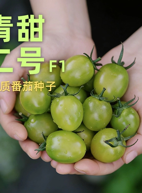 青甜二号绿色小番茄种子F1一代小西红柿清甜2蔬菜种籽 爸爸是木匠