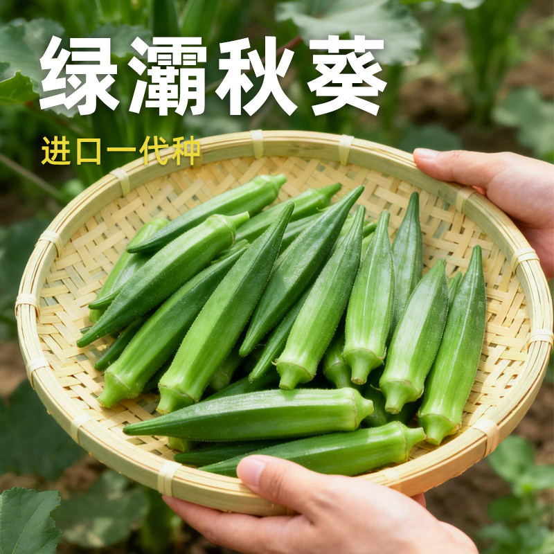 绿灞秋葵种子进口一代绿色秋葵