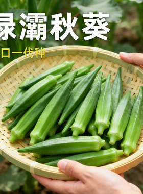 绿灞秋葵种子进口一代绿色水果秋葵家庭园艺蔬菜种籽爸爸是木匠
