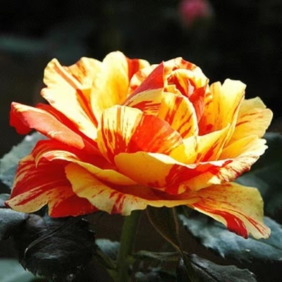 德国月季戏法柯德娜魔术师柯德娜条纹大花微月耐晒四季开勤花开花