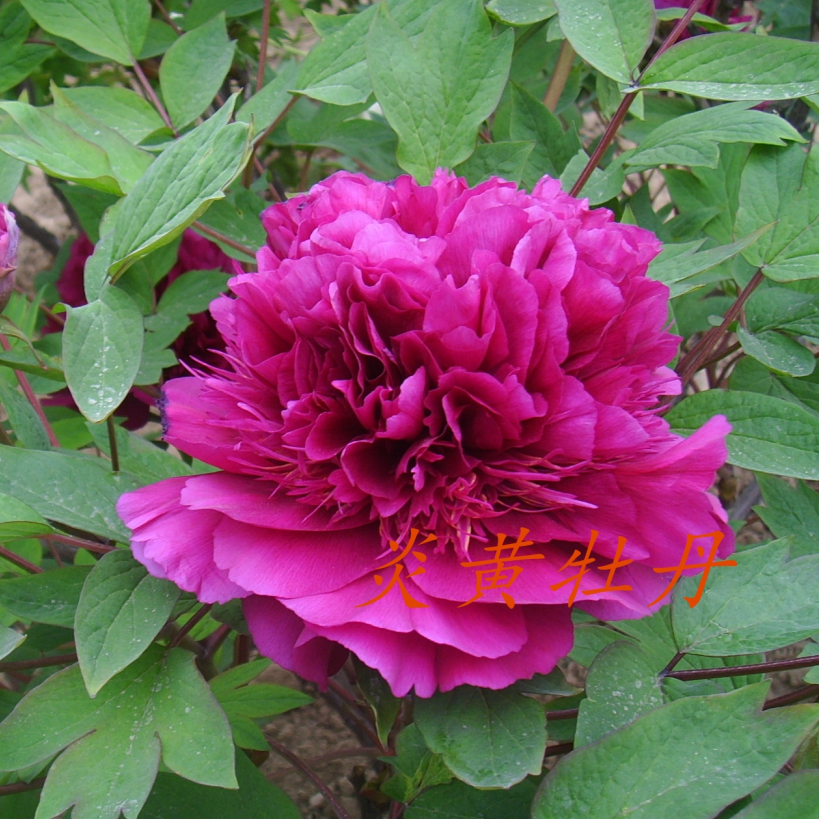 炎黄牡丹 [凤毛麟角】 先发肥料 秋季发苗