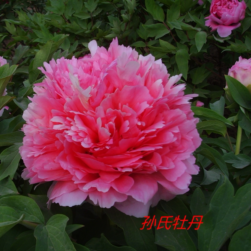 牡丹 [仙桃】正宗重瓣花盆庭院菏泽牡丹花苗