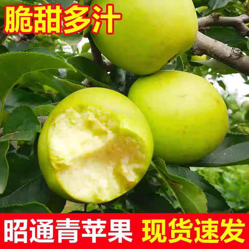 正宗云南昭通黄金帅青苹果水果酸甜孕妇水果当季整箱包邮现摘现发