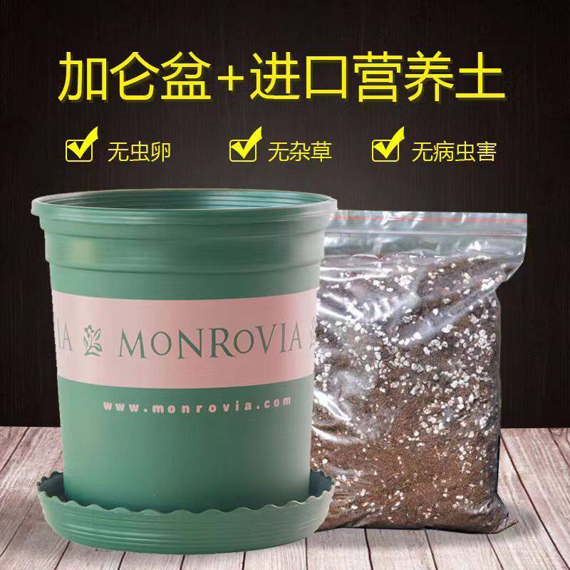 花盆加营养土花盆泥土球根绿萝多肉萝绿植花卉通用土种菜盆土套装