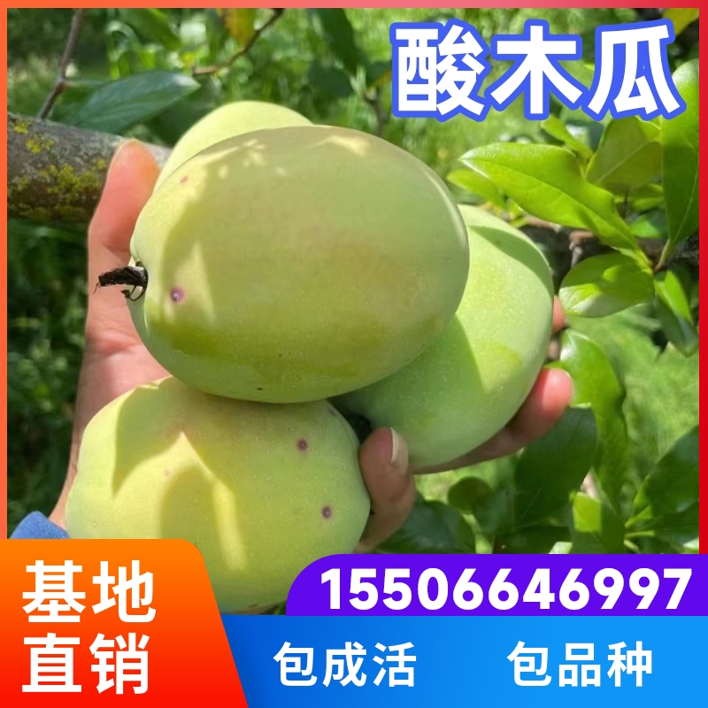 云南酸木瓜苗树南方北方庭院地栽特大四季种植木瓜树果苗当年结果