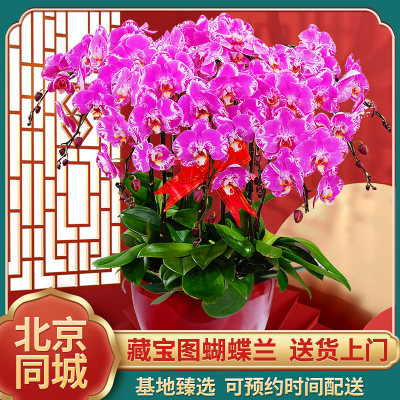 蝴蝶兰盆栽带花苞花剑大花苗花卉植物室内花好养的花乔迁开业送礼 虎窝淘
