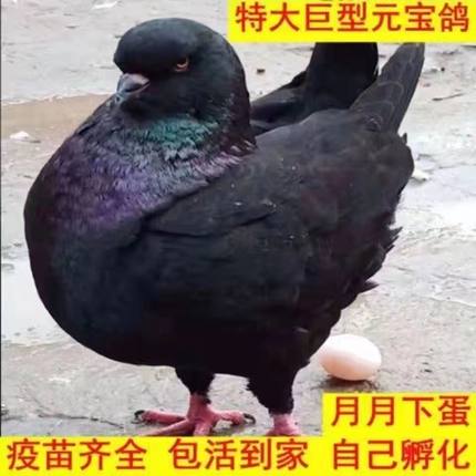 特大巨型鸽子元宝鸽子活一对特大肉鸽活物鸽子观赏鸽种鸽家养包活