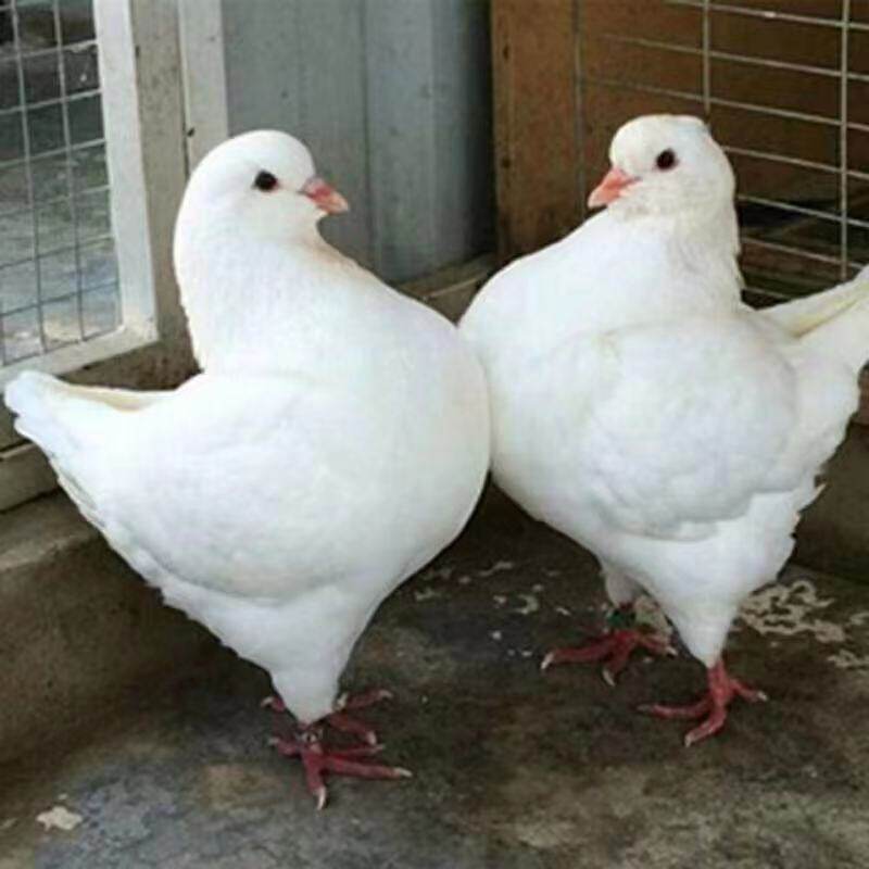 大型元宝鸽子观赏鸽肉鸽包邮包活到家可养8斤