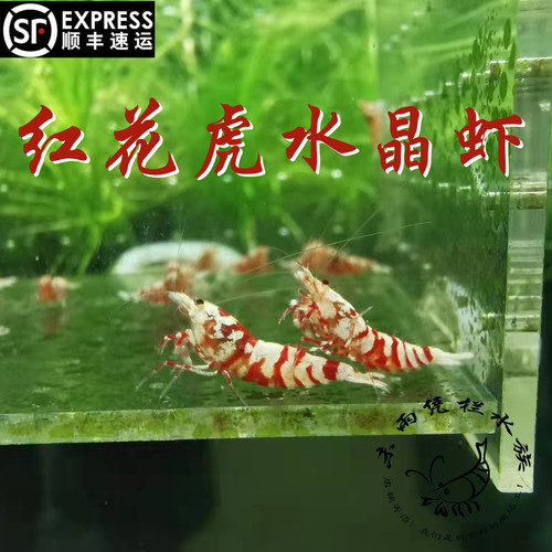 红花虎水晶虾观赏虾淡水空运包损
