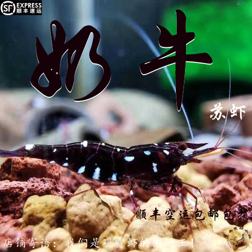 奶牛 苏虾 0.8-1.2cm 亚成包邮包损淡水族苏拉维西虾观赏虾繁殖组