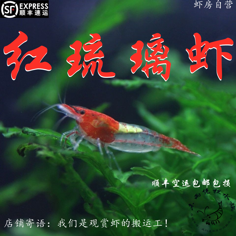 红琉璃虾观赏虾琉璃虾草缸宠物虾