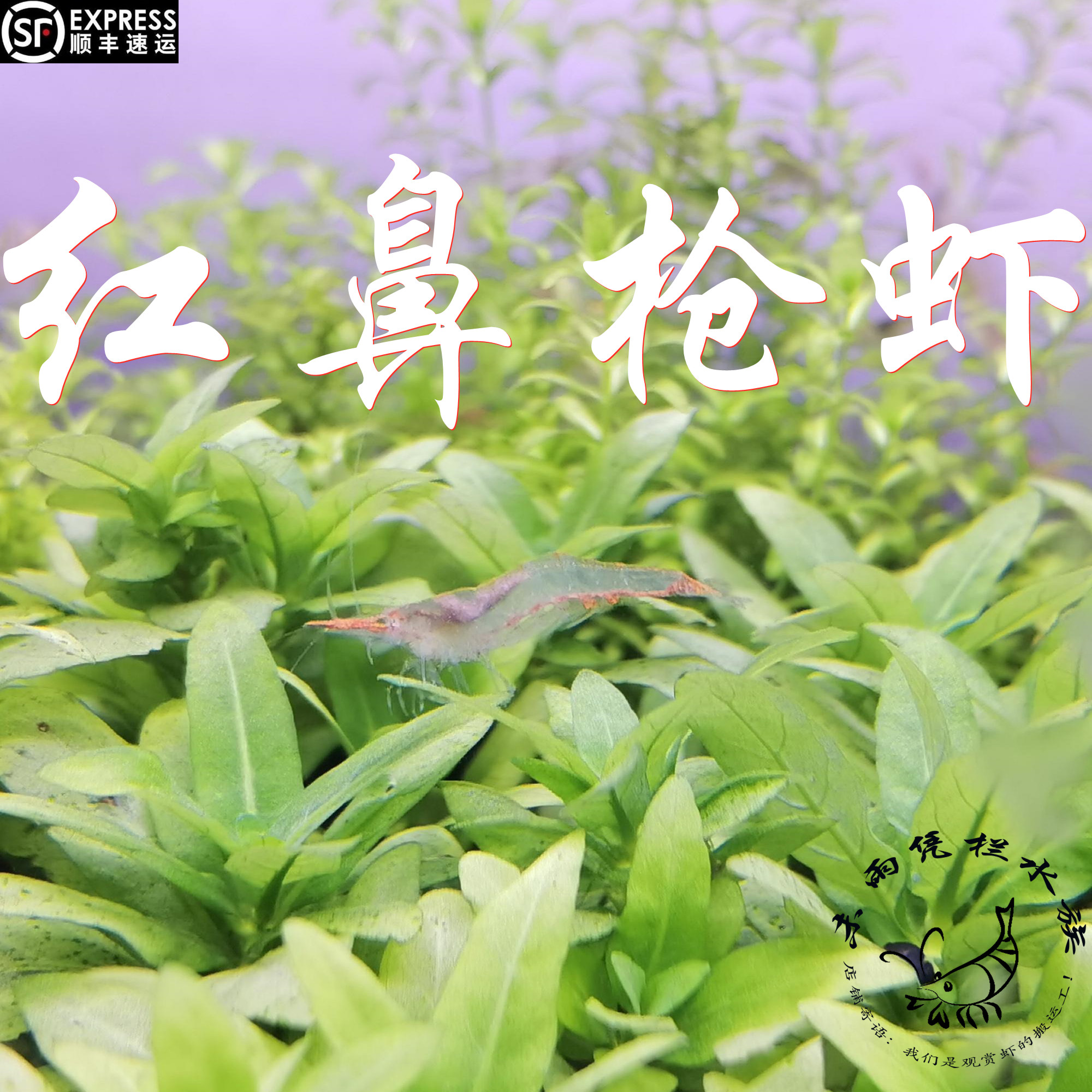红鼻枪虾 包邮包损 淡水宠物虾原生水草缸观赏除藻虾国产红鼻虾