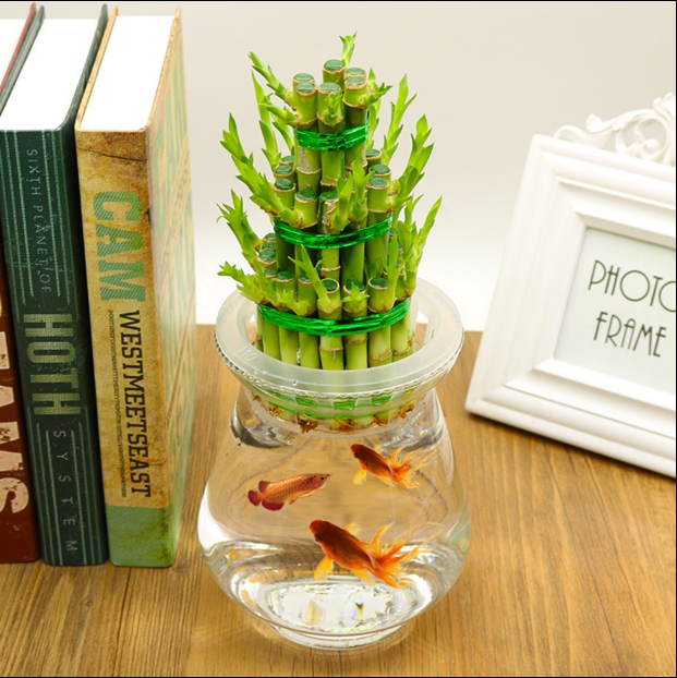 带跟龙竹观音竹发财竹转运竹富贵竹植物水养客厅招财绿植水培花卉