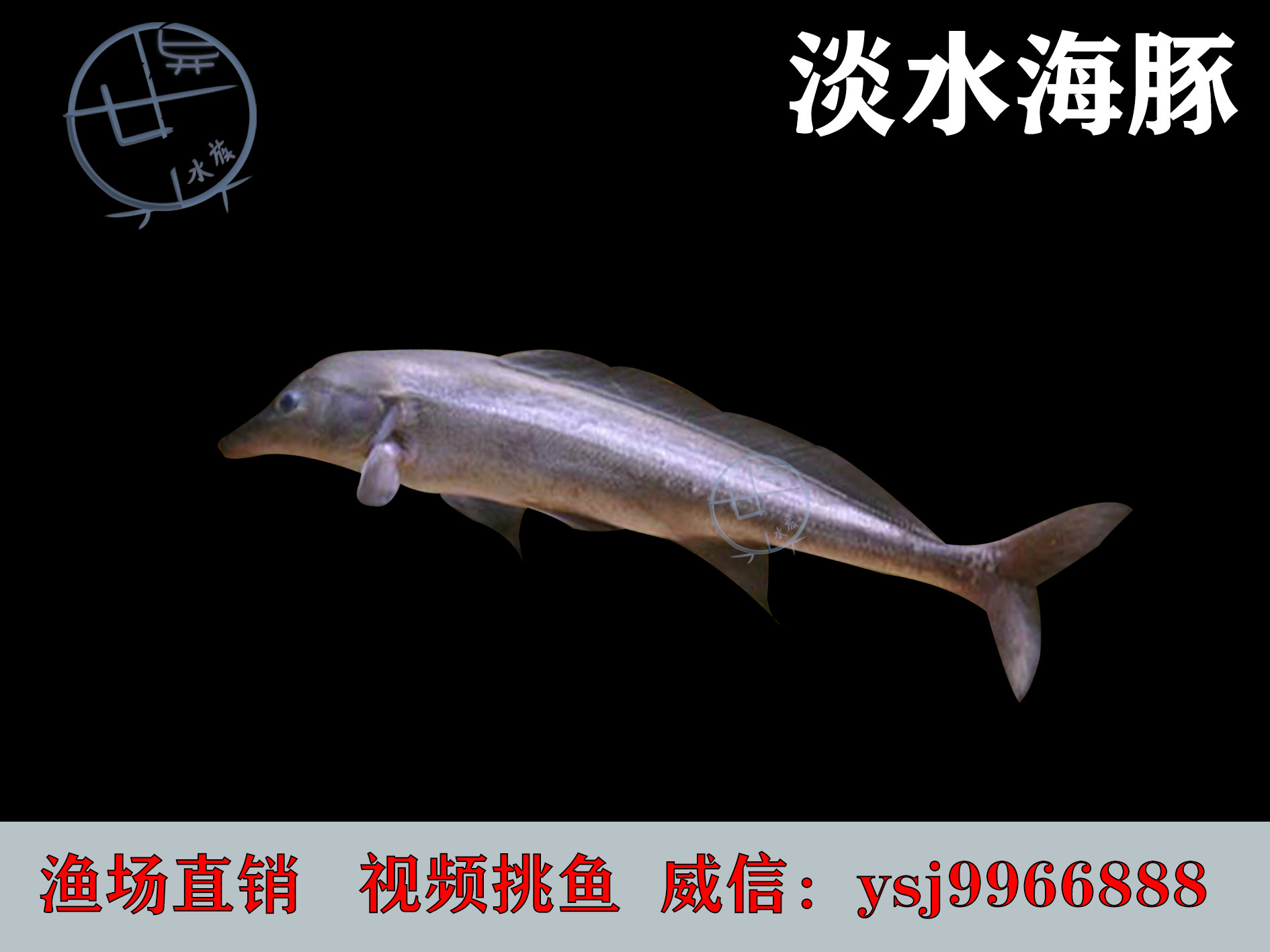 淡水海豚鹳嘴长颌鱼非洲象鼻鱼象鼻子鱼龙鱼高端中层热带鱼活体
