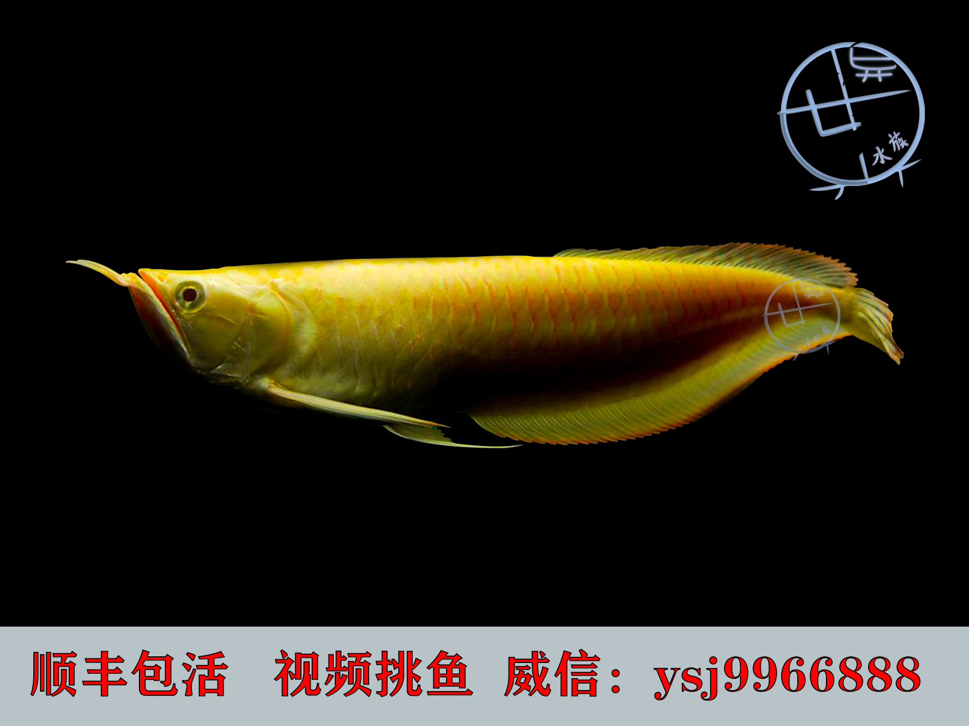 红眼黄化银龙 鲨鱼嘴 活体 观赏鱼苗 招财 淡水 热带鱼 顺丰包邮