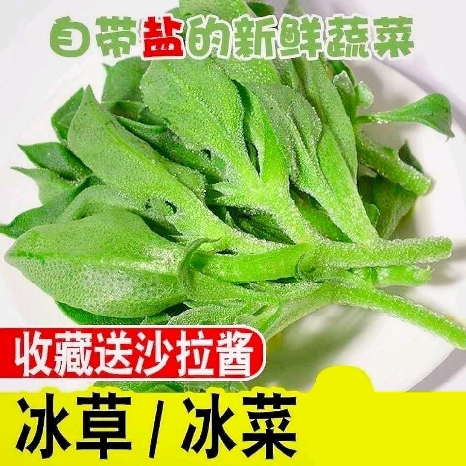 新鲜现摘非洲冰草冰菜冰叶冰花蔬菜沙拉火锅即食生吃直发顺丰包邮