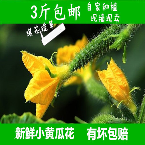 山东新鲜蔬菜黄瓜花小乳瓜迷你小黄瓜顶花嫩瓜小青瓜花直发包邮.