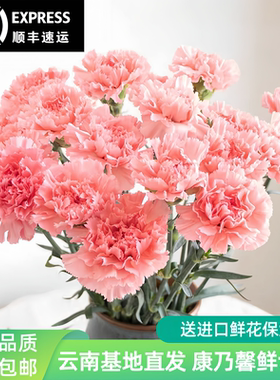 康乃馨鲜花云南基地直发顺丰包邮