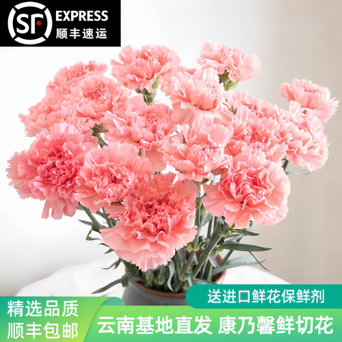 康乃馨鲜花云南基地直发顺丰包邮
