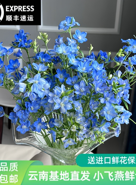 小飞燕鲜花云南基地直发飞燕草鲜切花家庭办公室水养插花顺丰包邮