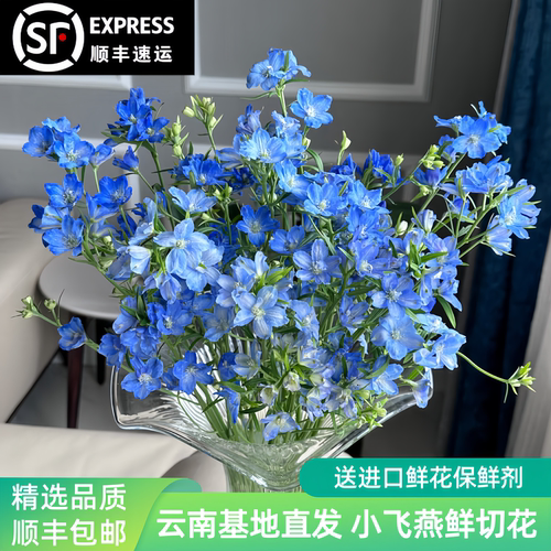 小飞燕鲜切花云南直发顺丰包邮