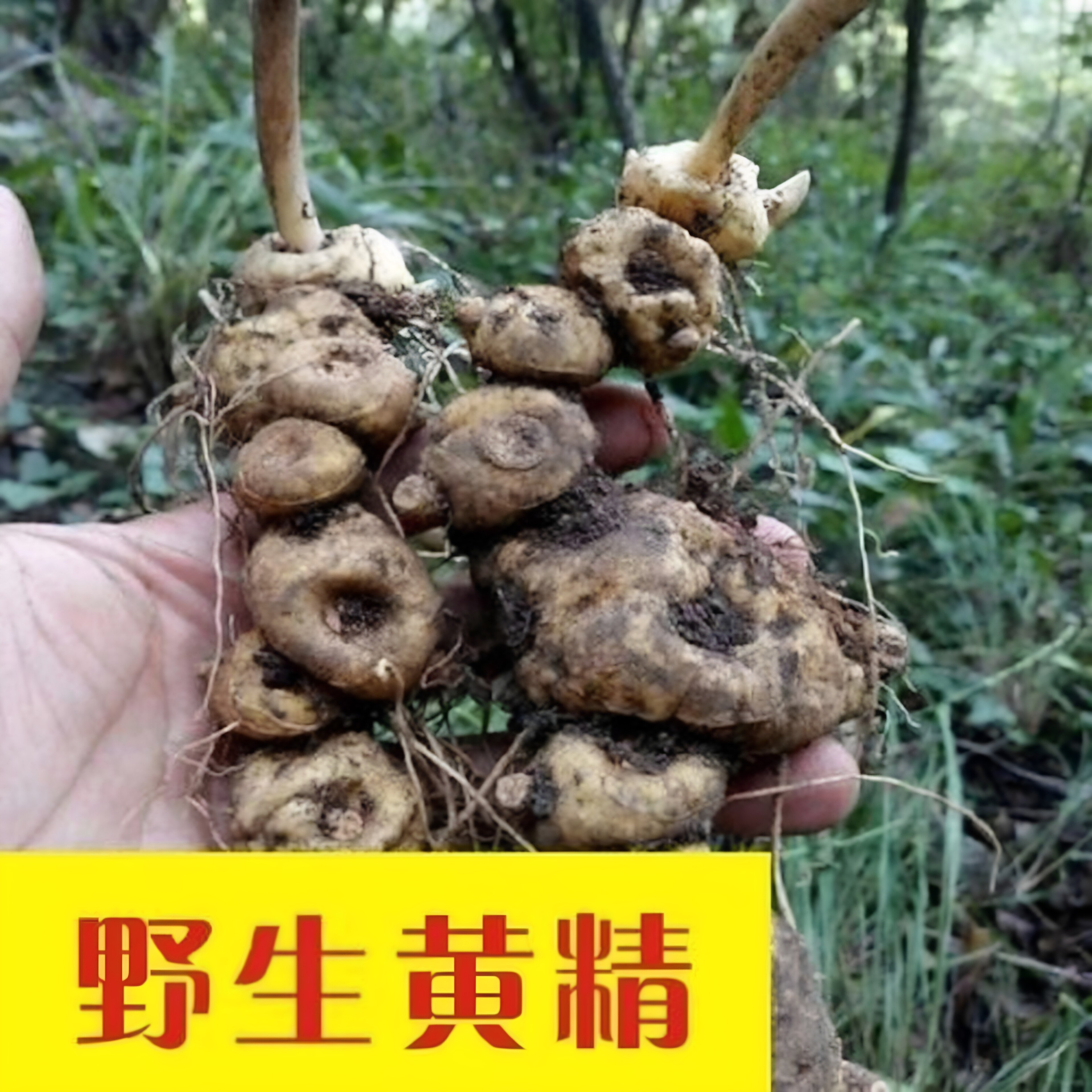 贵州深山新鲜现挖黄精中草药材正品炖汤泡酒多花黄精图片