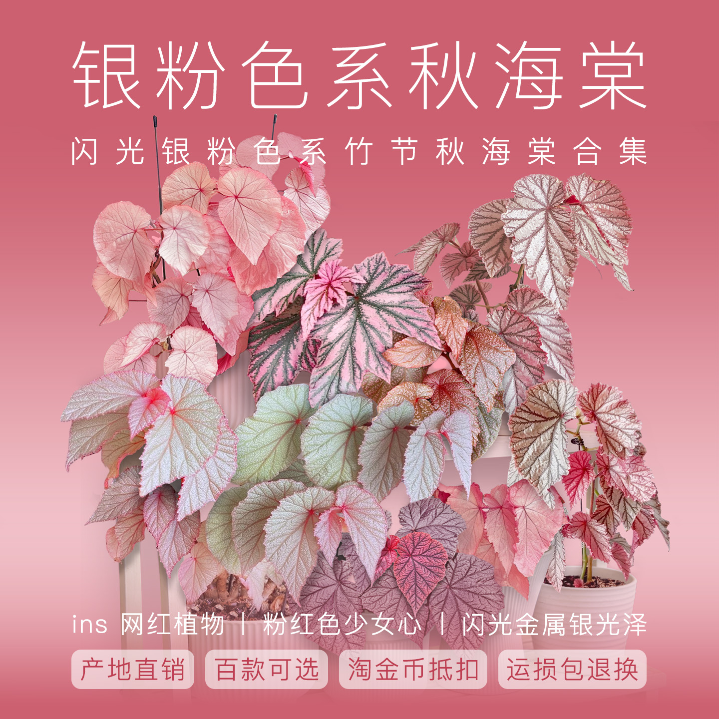 粉红色系少女感植物室内耐阴好养