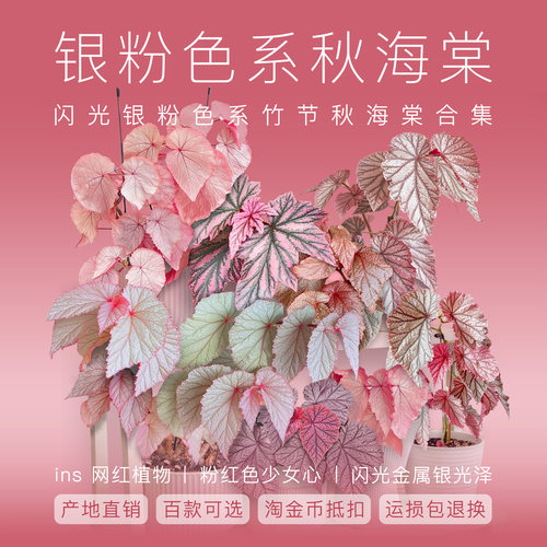 粉红色系少女感植物室内耐阴好养