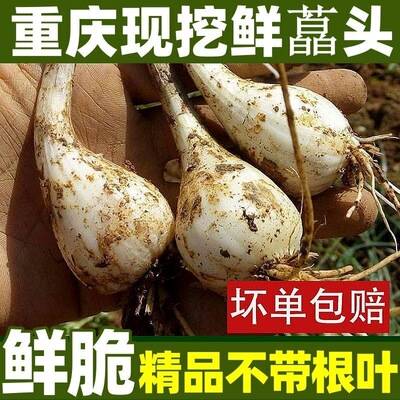 2026新鲜藠头现挖现发当季茭头去叶去须茭头重庆农家自种蔬菜教头