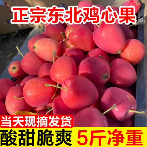 东北特产鸡心果沙果锦绣海棠果应季新鲜孕妇水果包邮5斤小苹果