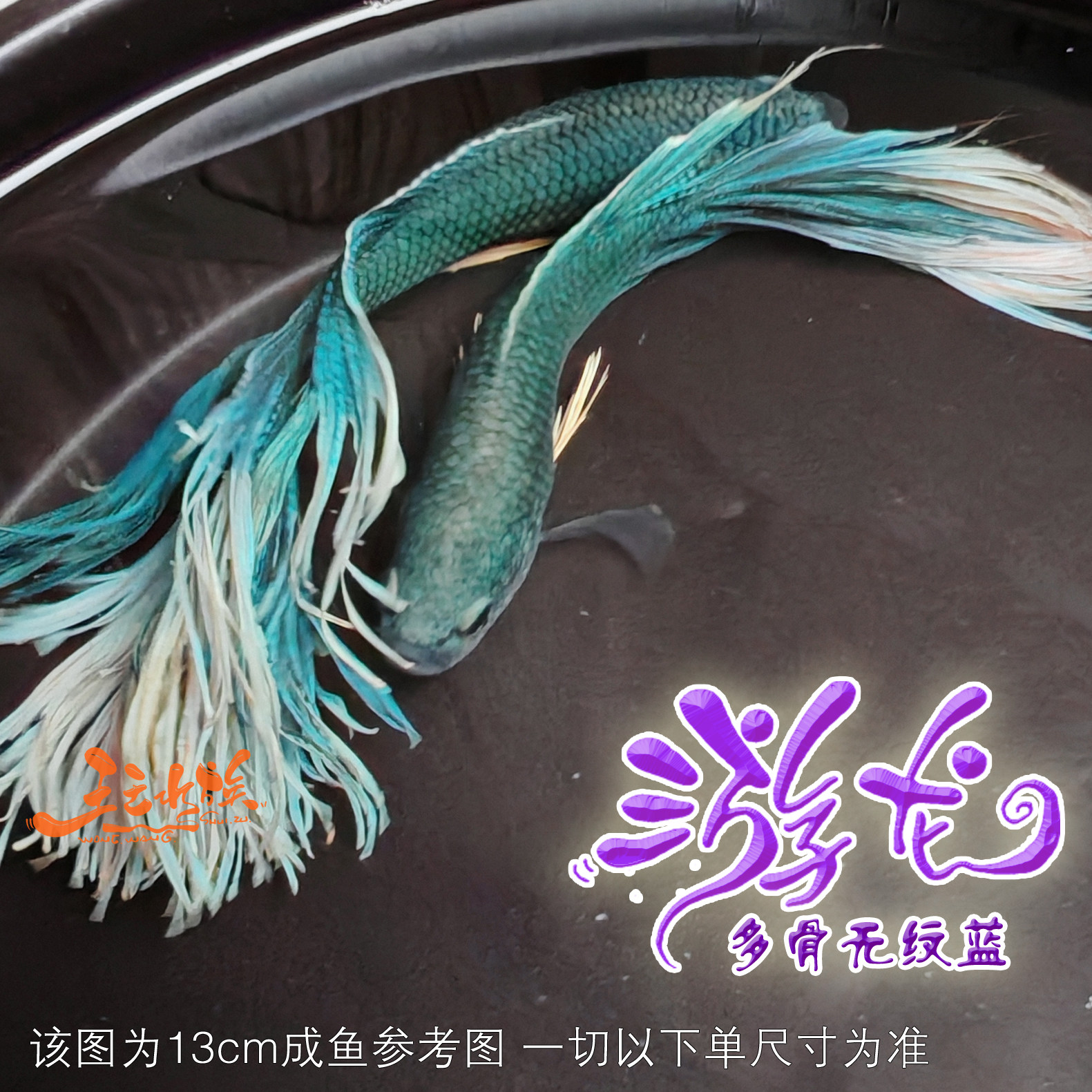 中国斗鱼多骨无纹蓝活体观赏鱼广温淡水冷水免打氧鱼苗活体成鱼