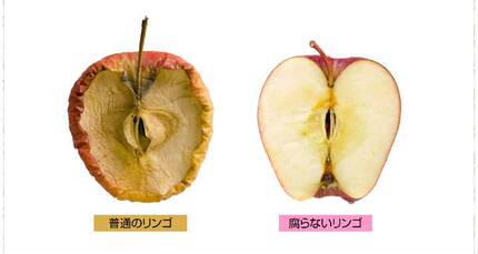 瑞士青苹果原液百分之三比例添加乳香