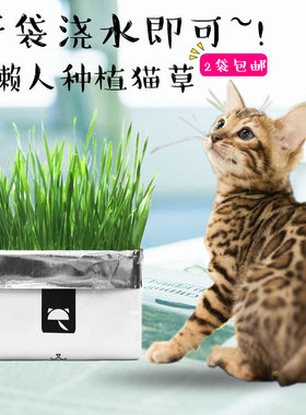 未卡Vetreska 懒人猫草种子无土壤水培种植套装小麦草猫薄荷零食