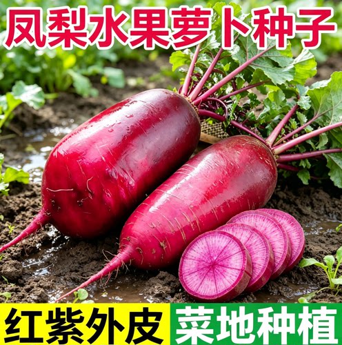 凤梨萝卜种沙窝甜脆水果种籽大全秋秋季蔬菜种孑红菜籽种紫美人