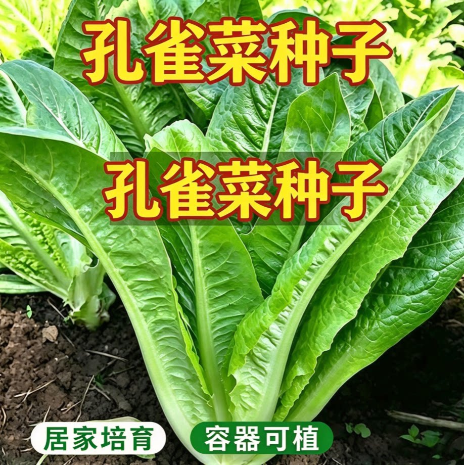新种孔雀菜菜籽 罗马生菜种子 小院菜园种植 阳台盆栽蔬菜菜籽