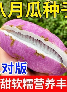 紫色八月瓜种子籽少肉多水果南北方种植果树庭院爬藤甜瓜当年结果